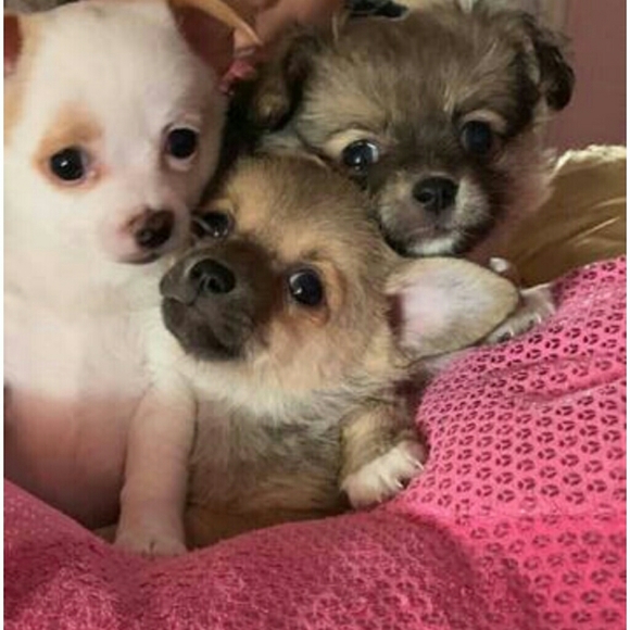 Meet your Posher, Crystal - Picture 1 of 1